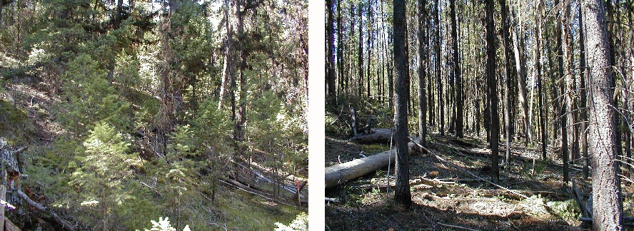 Above: Areas with heavy component of seedling/sapling size material contributing to ladder fuels and increased risk of crown fire potential as well as areas with heavy pole size timber with heavy downed fuels component. These two areas within 200 yards of homes.