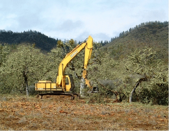 Slashbuster reducing fuels in a manzanita/scrub oak field.