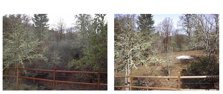 Scott Fuels Reduction Project - Before/After - Oregon Department of Forestry.
