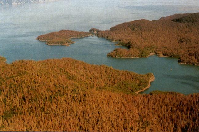 Beetle-kill on southern Kenai Peninsula.
