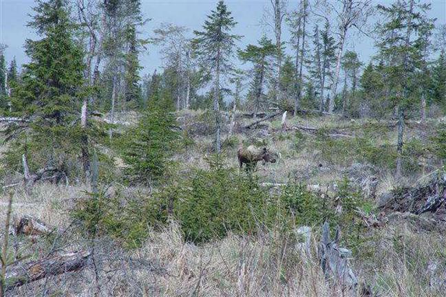 Wildlife habitat created by fuel reduction harvest.
